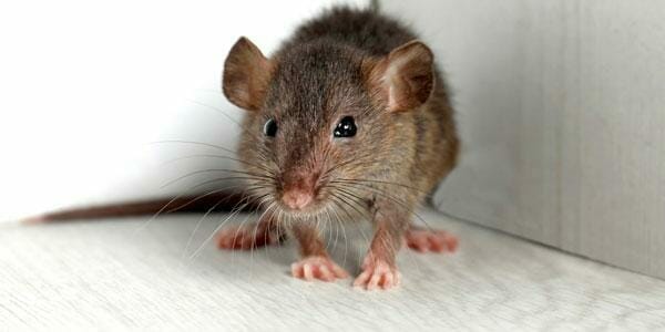 Mouse in house