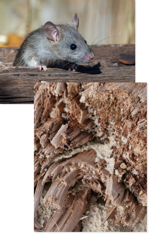 Mice and Termites
