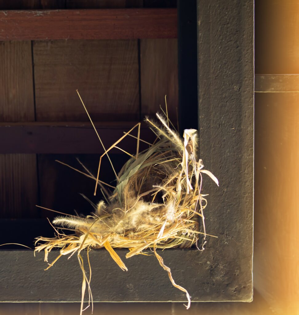 bird's nests