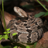 a rattlesnake in forest
